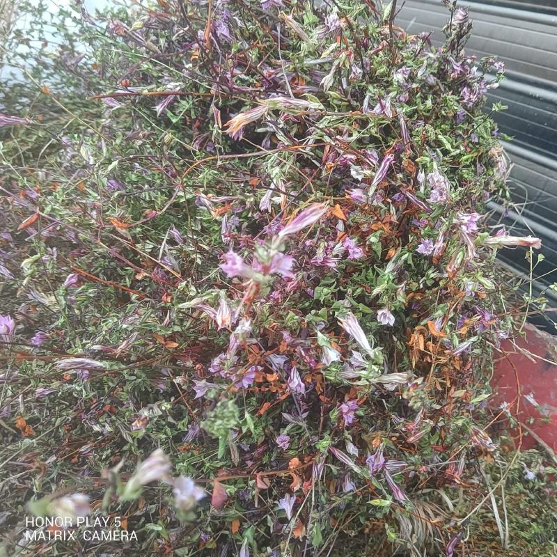 龙胆草