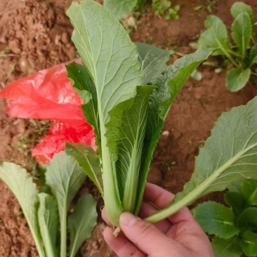 杜绝假货白菜种子闪电速生小白菜种子蔬菜种子整齐生长速度快