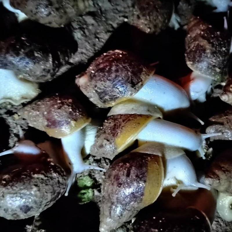 白玉蜗牛
