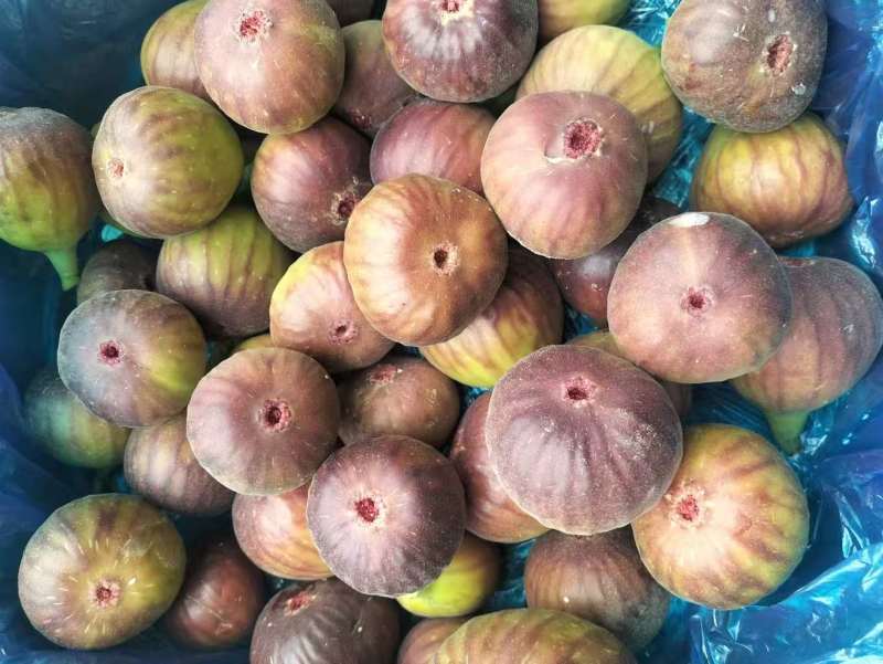 山东高唐百亩无花果头茬果成熟了