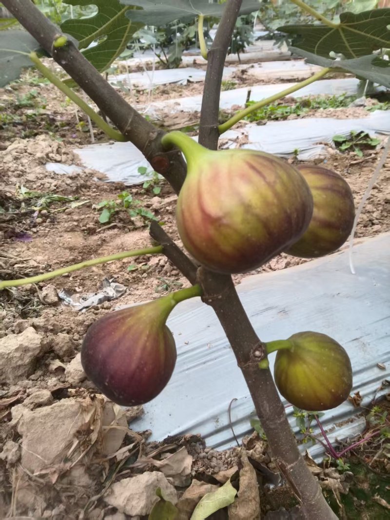山东高唐百亩无花果头茬果成熟了