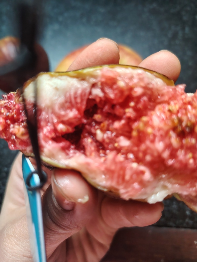 山东高唐百亩无花果头茬果成熟了