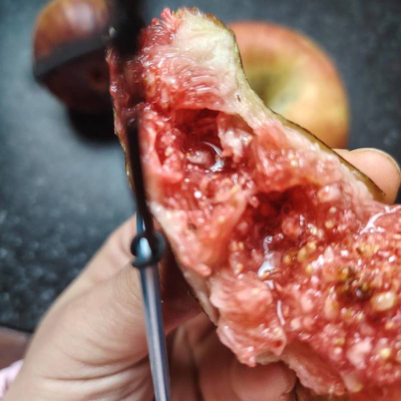 山东高唐百亩无花果头茬果成熟了