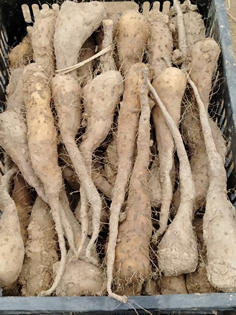 优质白玉山药原种豆苗，白玉山药原种