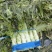 红叶香莴笋，产地直发看货论价，保质保量，欢迎订购