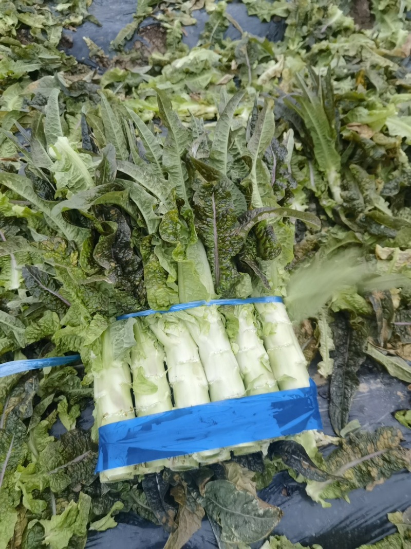 红叶香莴笋，产地直发看货论价，保质保量，欢迎订购