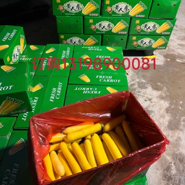 黄胡萝卜，水洗，带土/装袋，产地直发！