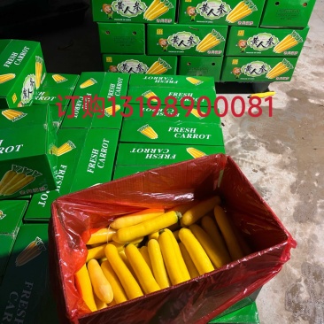 黄胡萝卜大量上市，水洗/土装袋，产地直销，欢迎订购！