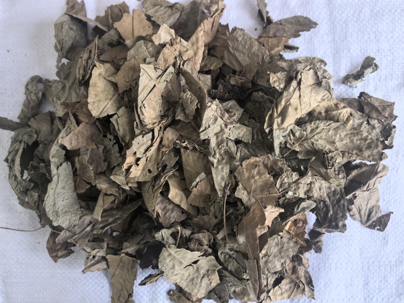 青钱柳中药材青钱柳新货东弘药业一手货源现货供应
