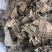 青钱柳中药材青钱柳新货东弘药业一手货源现货供应