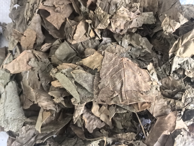 青钱柳中药材青钱柳新货东弘药业一手货源现货供应