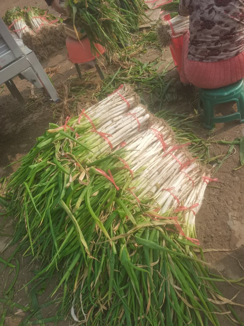 精品大葱优质大葱唐河县大葱葱杆直葱白长