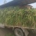 精品大葱优质大葱唐河县大葱葱杆直葱白长