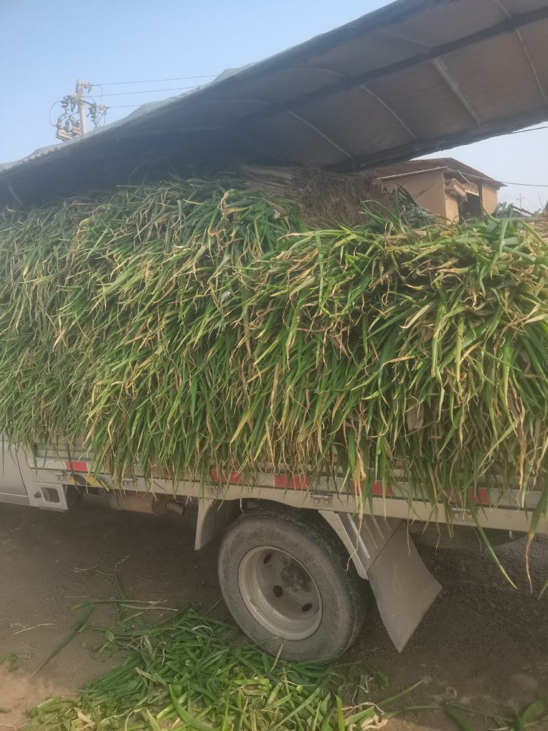 精品大葱优质大葱唐河县大葱葱杆直葱白长