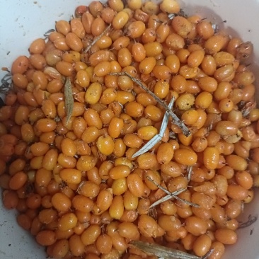 沙棘果