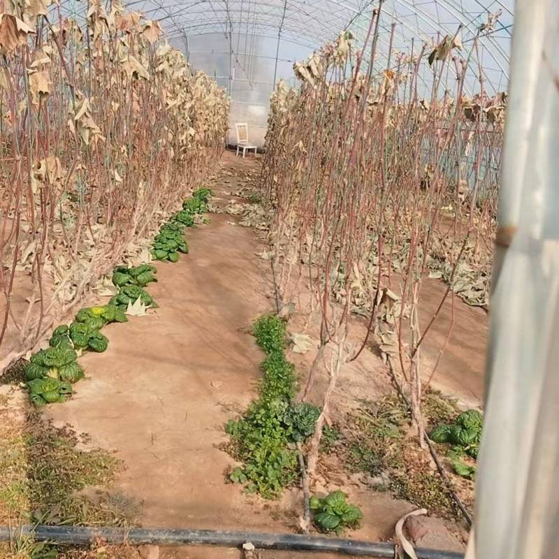 占地大葡萄树，基地直供，没有中间商，价格优惠