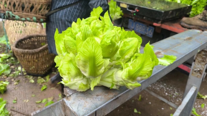 精品儿菜