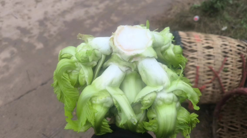 精品儿菜