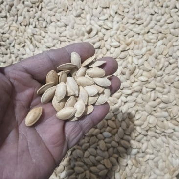 一把南瓜籽=50g生蠔的锌