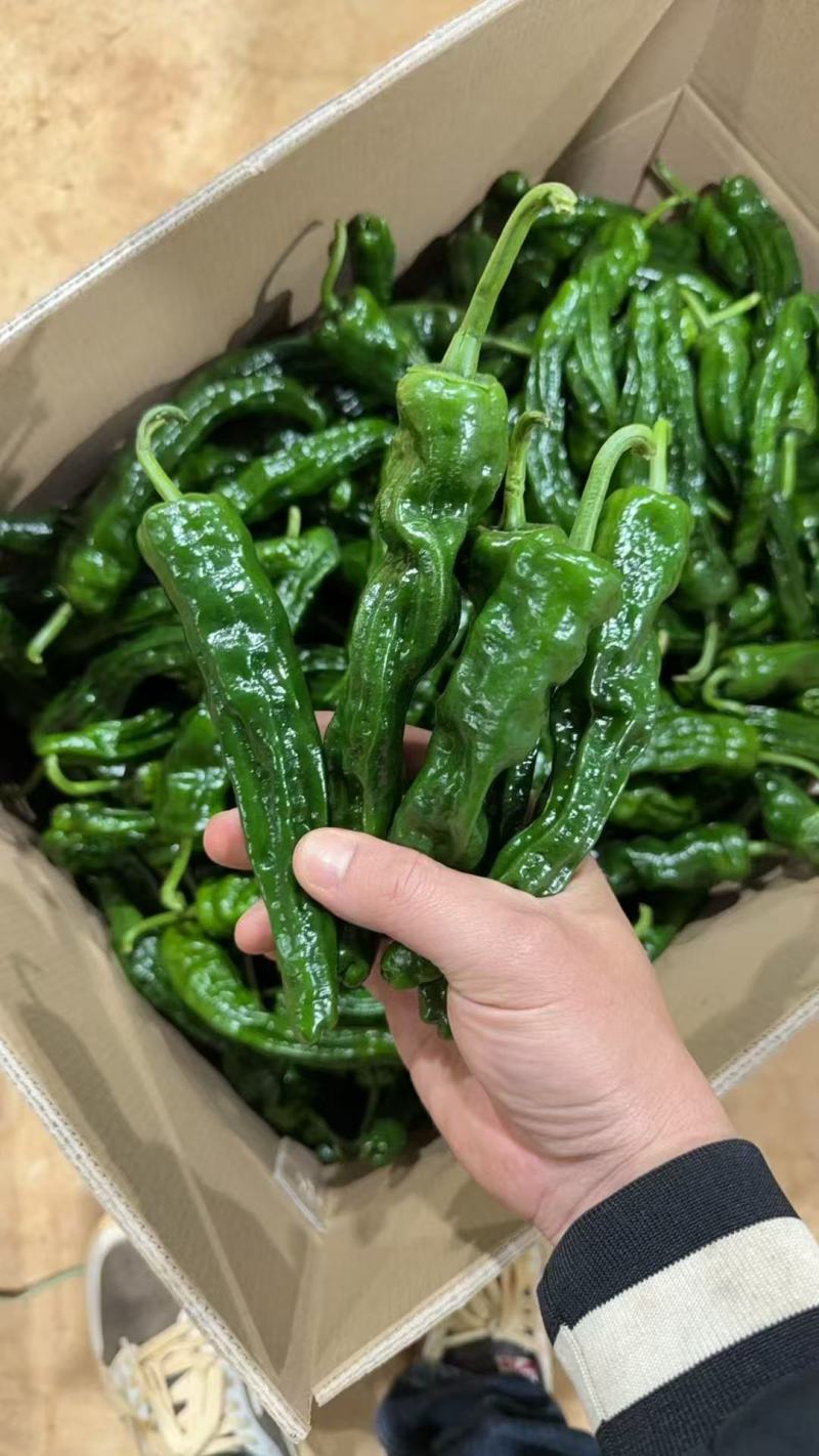 《小皱皮辣椒》皱皮椒/产地货源/实力代办/保质保量发货