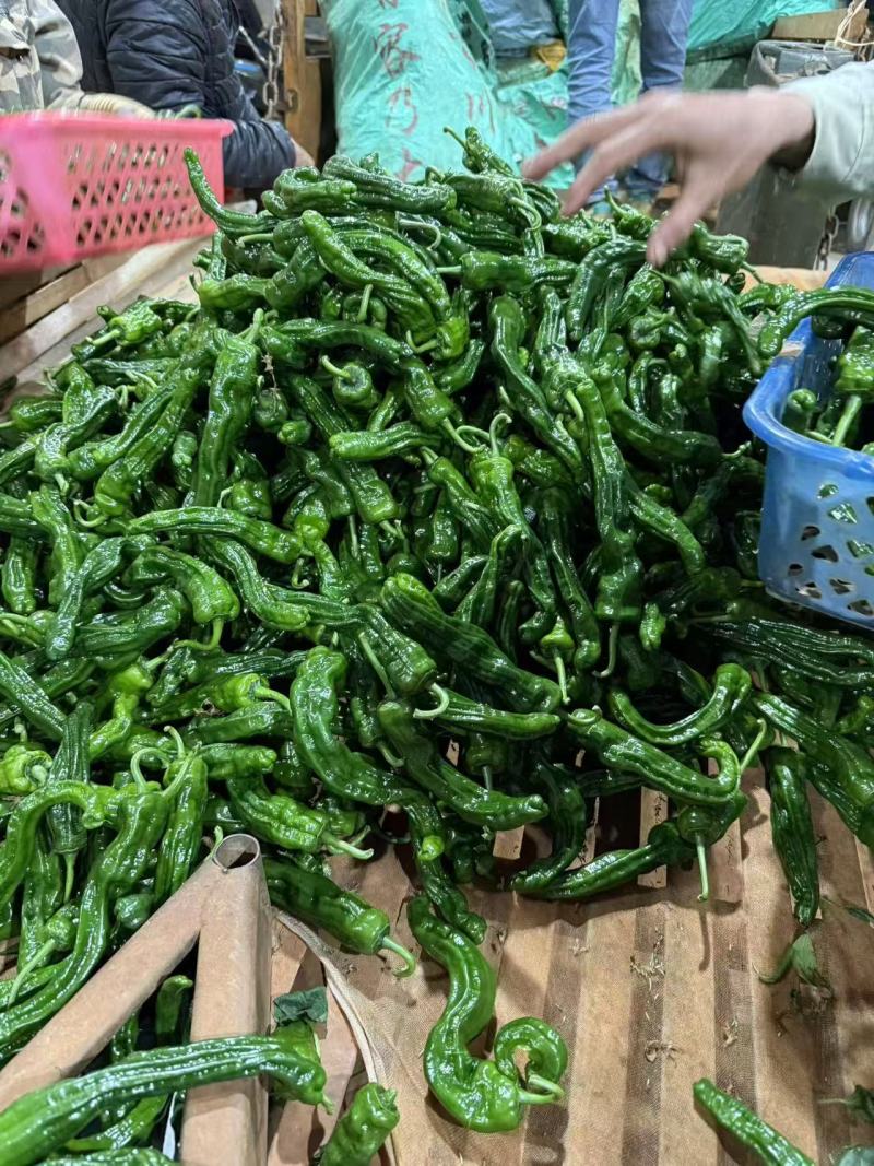 《小皱皮辣椒》皱皮椒/产地货源/实力代办/保质保量发货