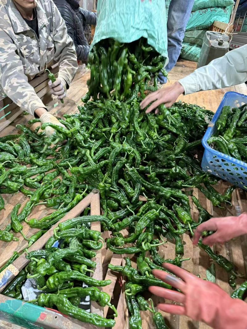 《小皱皮辣椒》皱皮椒/产地货源/实力代办/保质保量发货