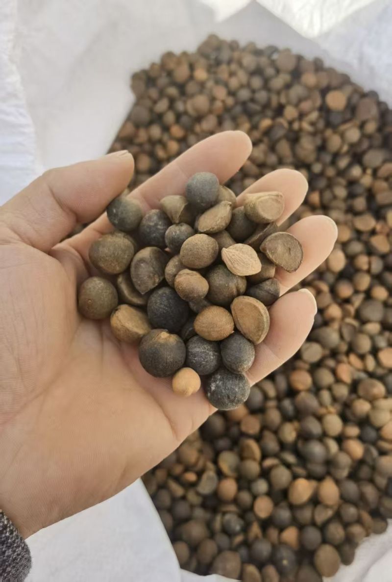 山茶籽，保质保量，量大价优，产地直发，欢迎各位咨询
