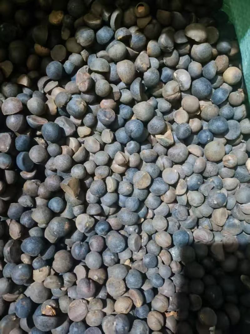 山茶籽，保质保量，量大价优，产地直发，欢迎各位咨询