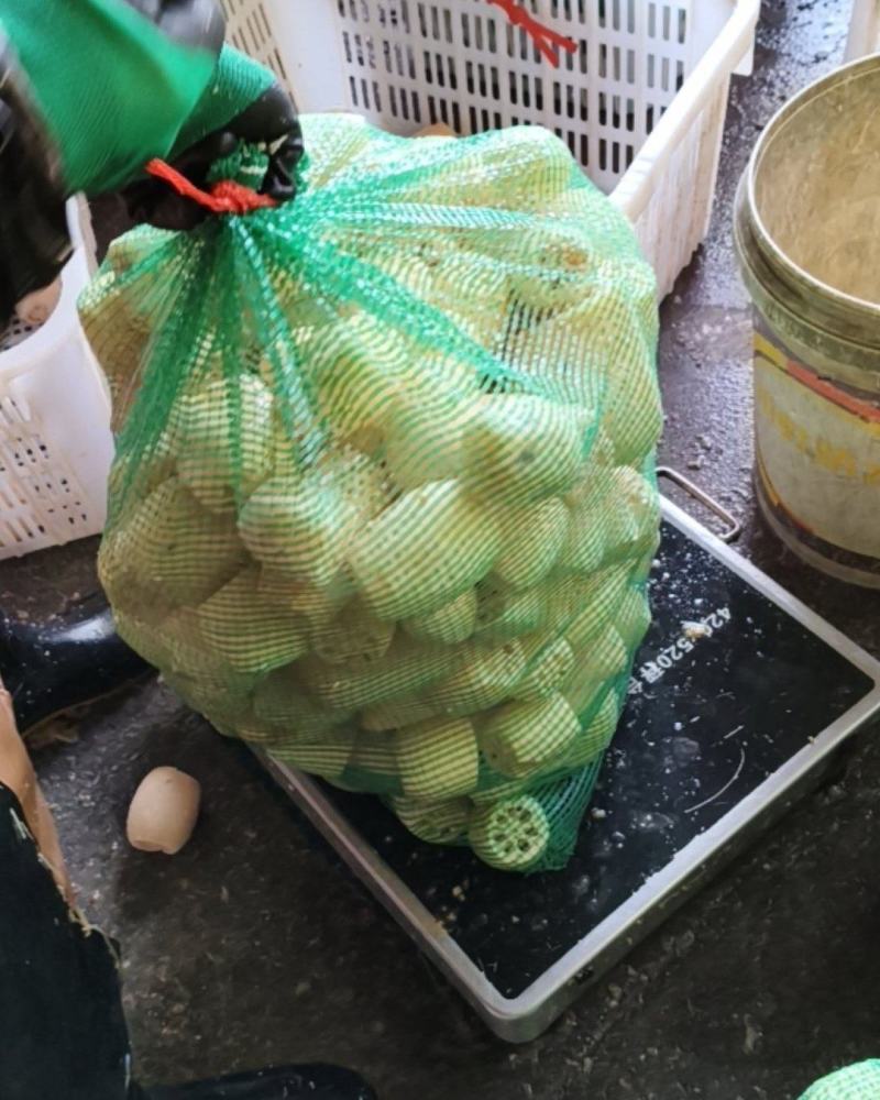滚皮小藕，2345去藕节