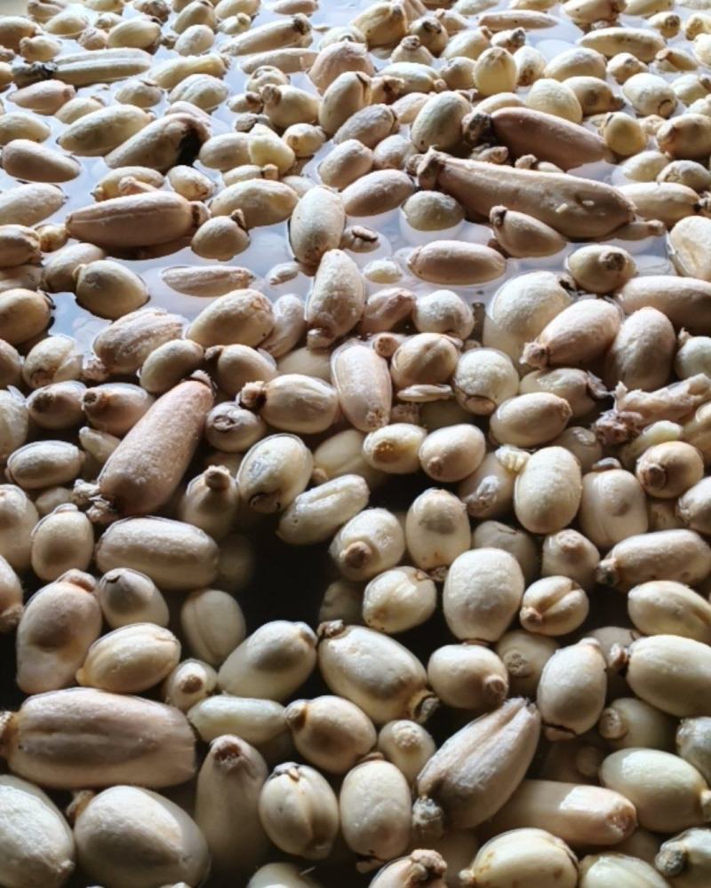 滚皮小藕，2345去藕节