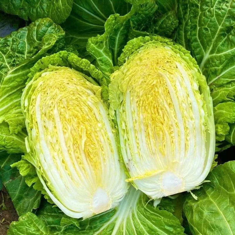 黄心白菜