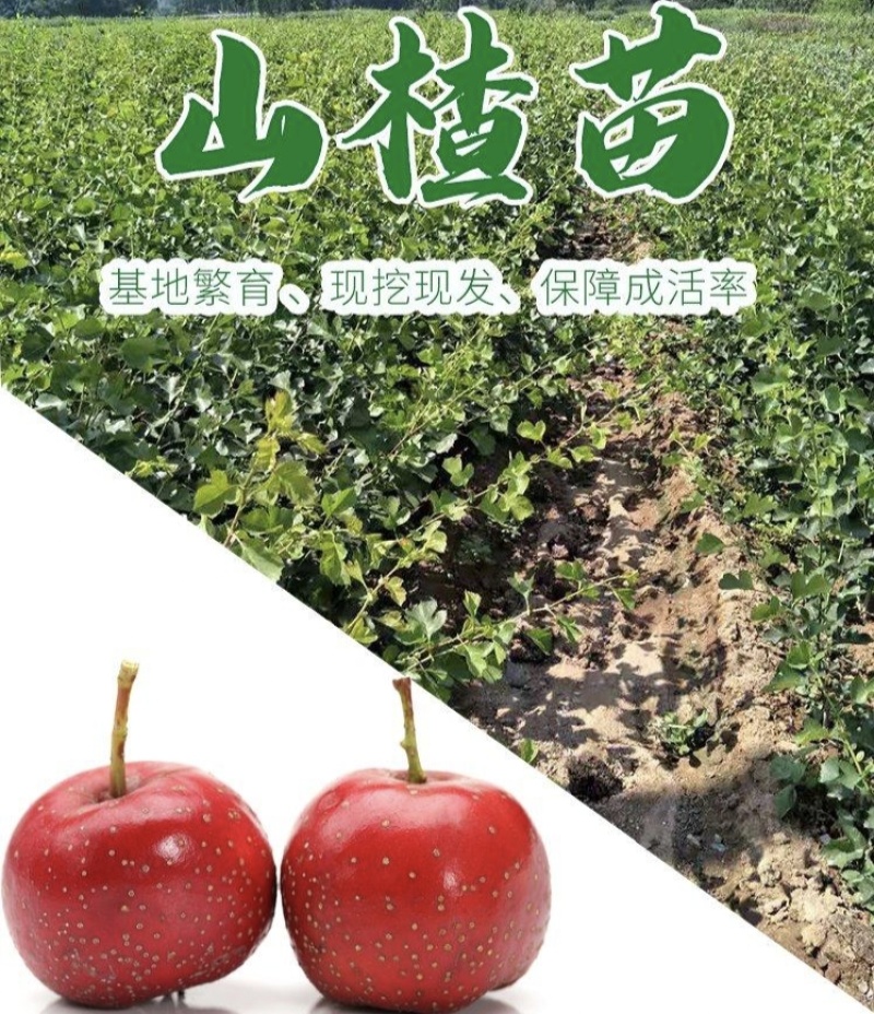 山东山楂苗、大金星、大五棱、大棉球、甜红子、货源充足。
