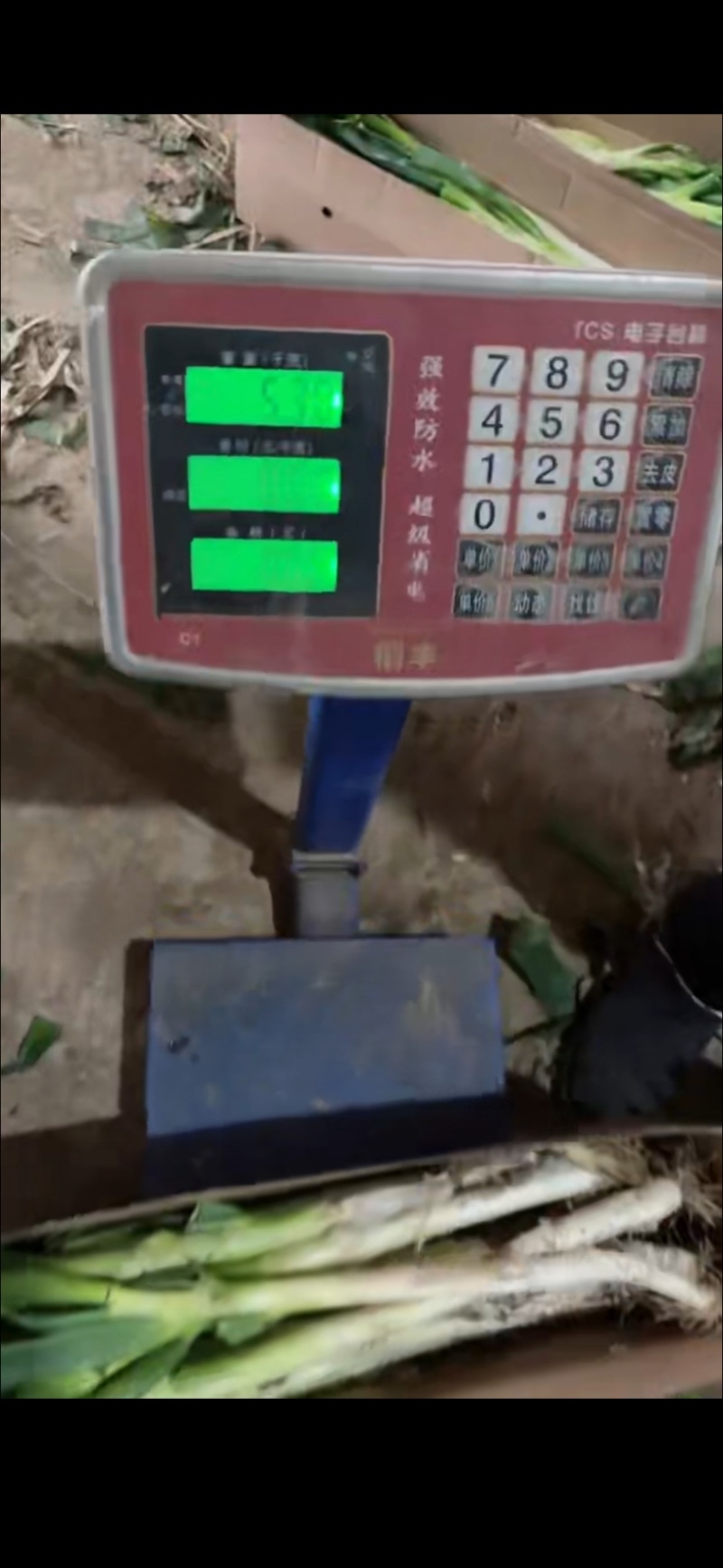 优质钢葱产地现挖现发，味美葱味浓郁
