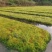 水苔（又名海花草）