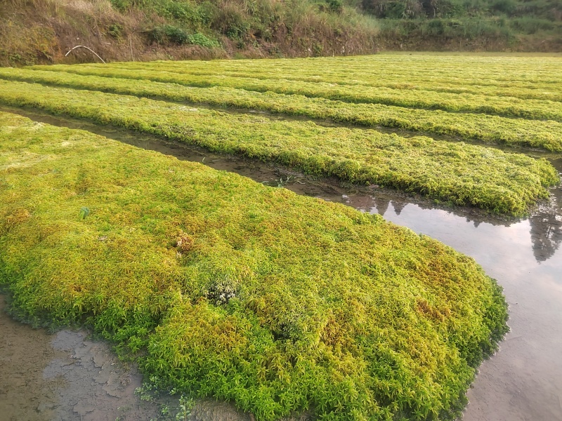 水苔（又名海花草）