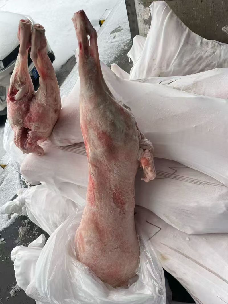 直条羊