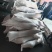 直条羊