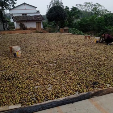自家种植的小茶籽油特别纯正，又新鲜