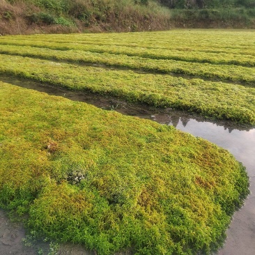 水苔（又名海花草）