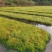 水苔（又名海花草）