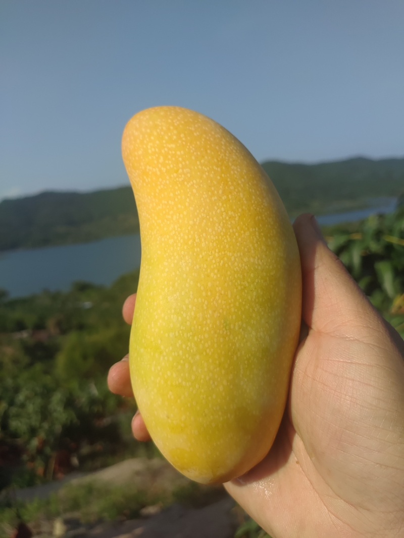 海南精品金煌芒，支持一件代发，顺丰快递包邮