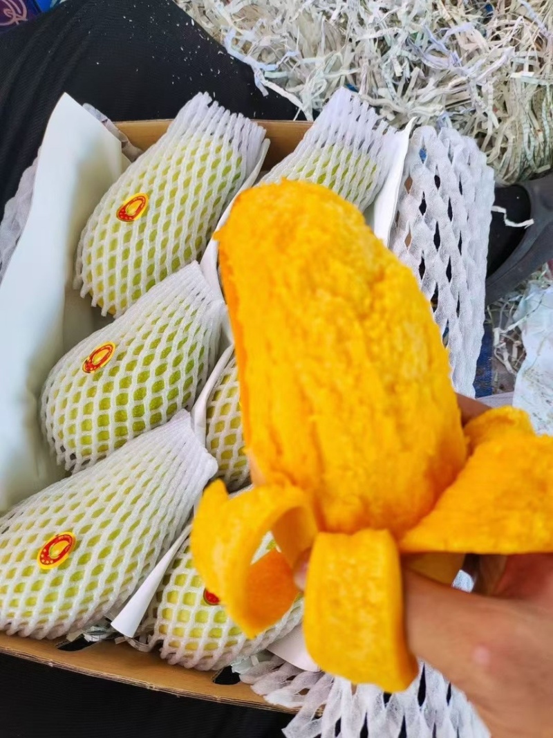 海南精品金煌芒，支持一件代发，顺丰快递包邮