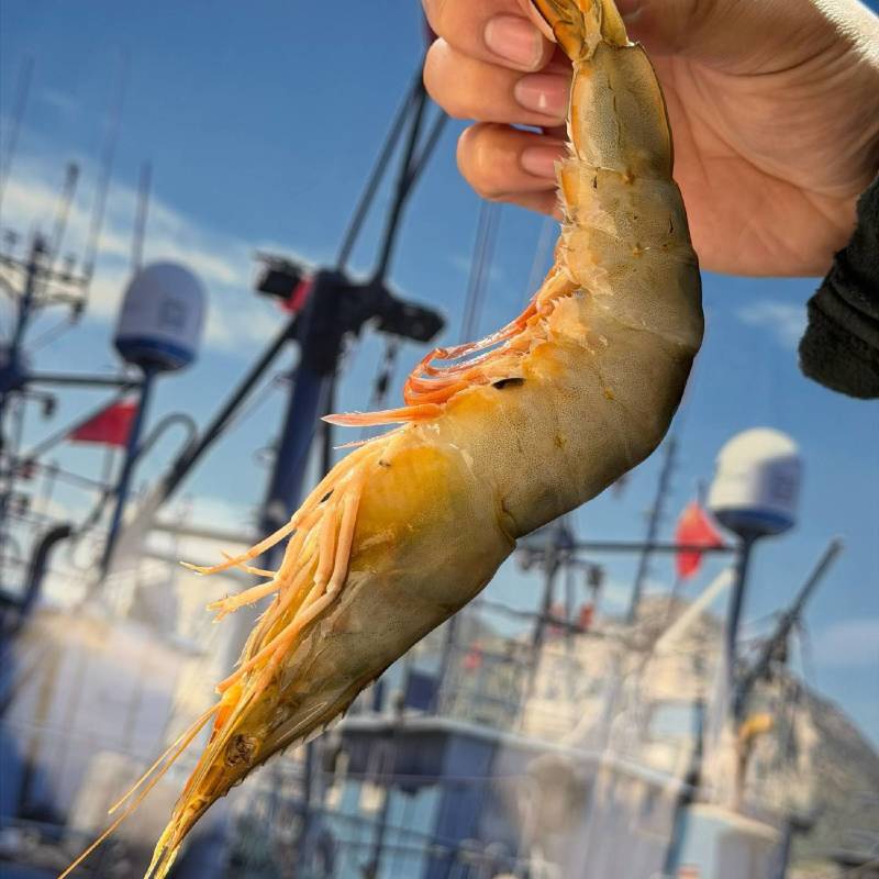 石岛码头全品高质量高端海鲜