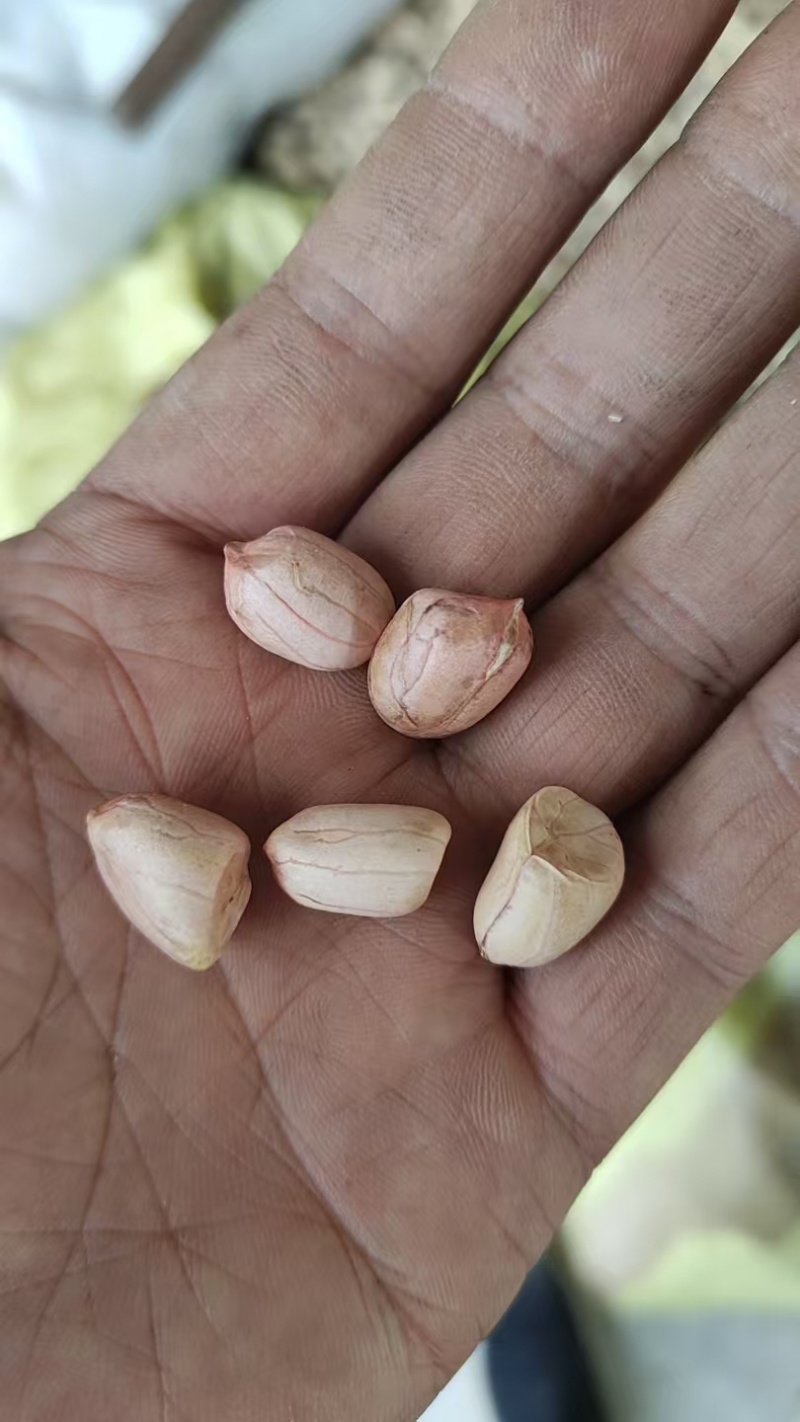 河南干花生罗汉果花生产地直发一条龙服务量大从优批发电商