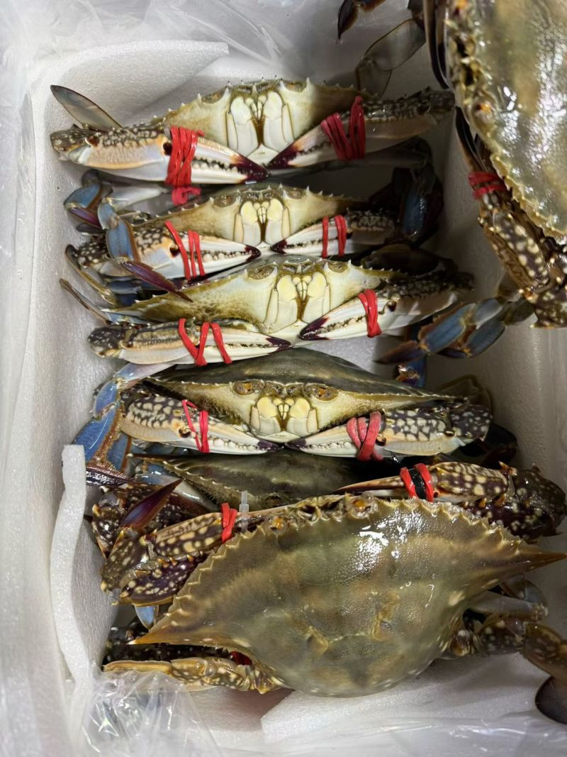 石岛码头全品高质量高端海鲜