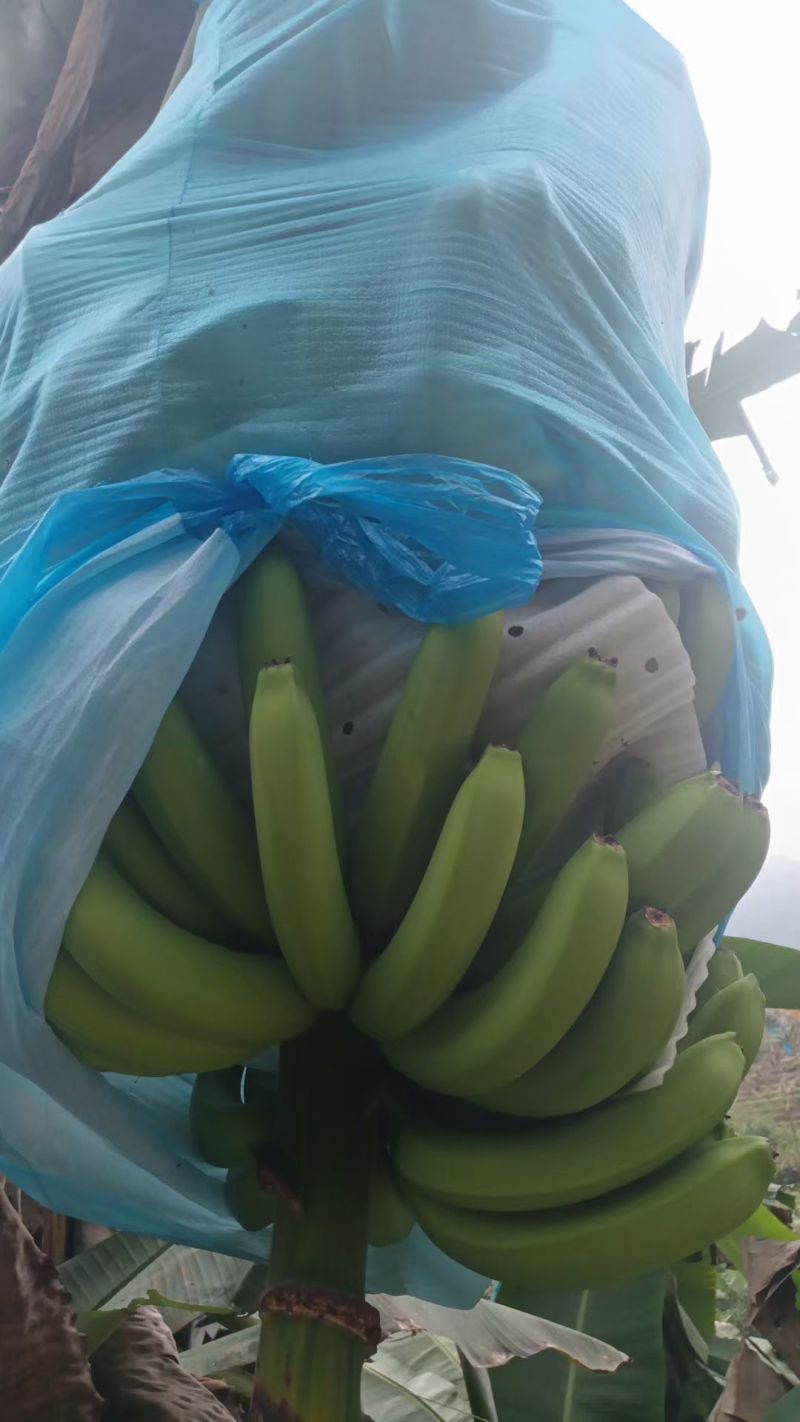河口香蕉