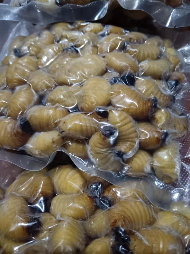 《竹虫》大量供应中/产地直发/量大从优/欢迎来电咨询订购