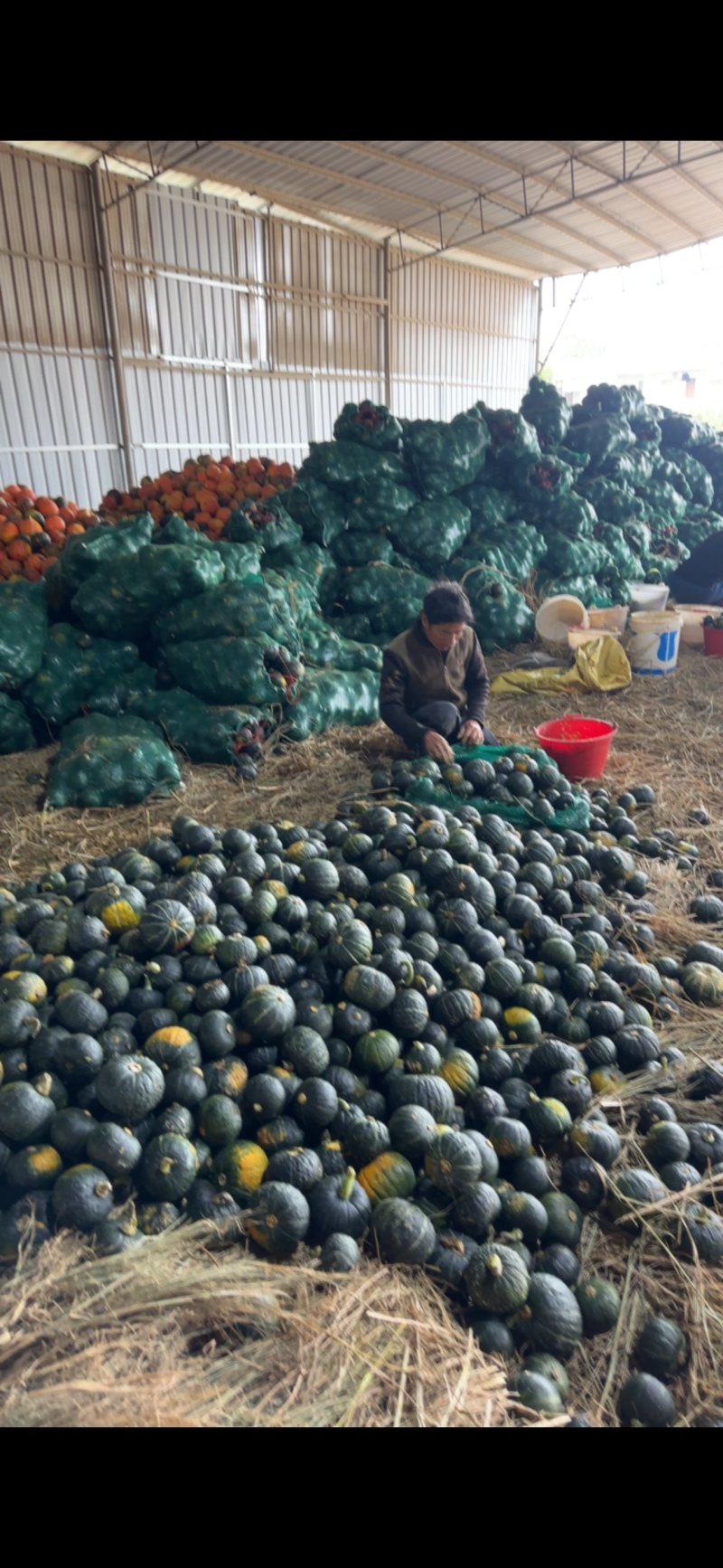 养殖贝贝南瓜、饲料南瓜大量有货
