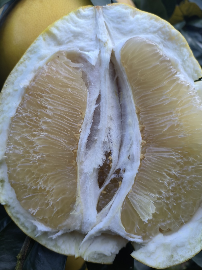 鑫鑫柚子