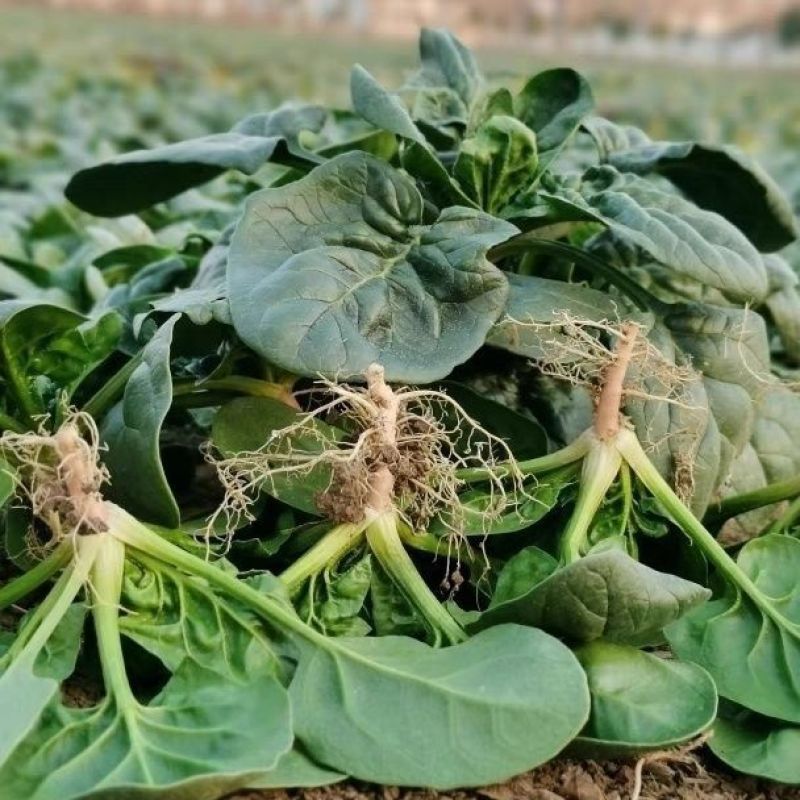 （圆叶菠菜）(趴地菠菜)货量充足基地直发